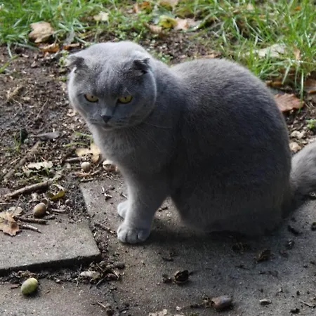 Lejlighed Kreativ-kate *