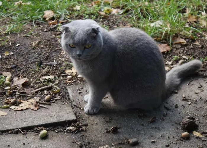 Апартаменты Kreativ-kate *